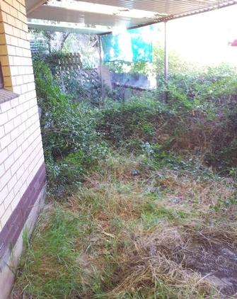 Clean up before - Overgrown yard!