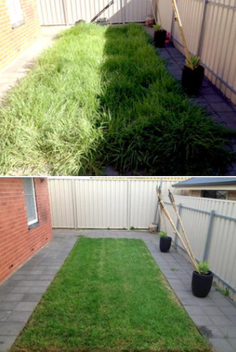 Overgrown Lawn - before and after - The after photo was taken 6 weeks later and included lawn care such as fertilising and regular mowing.&nbsp;