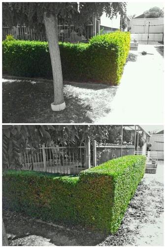 Hedging - Hedging done in High Wycombe