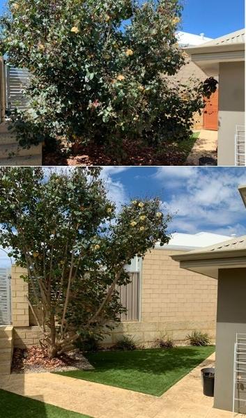 Shrub Pruning (Cottonwood) - before & after