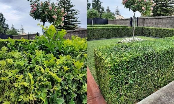 Hedging in Blakeview - before & after