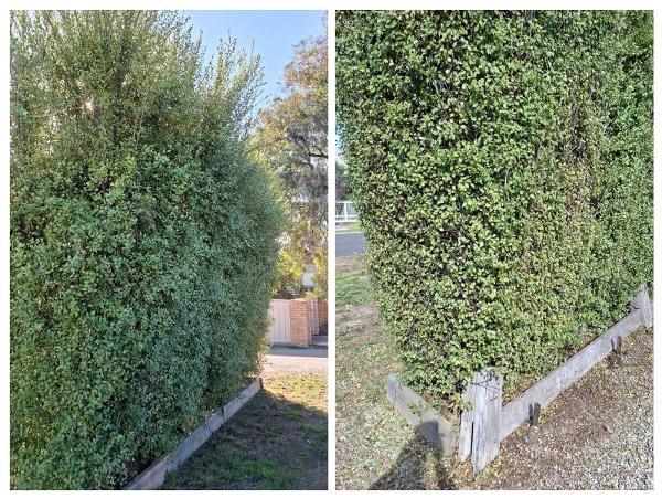 Pruning a Hedge  @ Ironbark - A couple of pictures of a tree&nbsp; the other day. A before and after picture of the finished job.

It makes a difference when trimmed back.