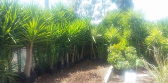 Plants in stock for landscaping