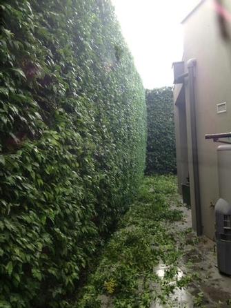 Hedge trimmimg in Toorak 2 - The key to a good looking hedge is getting it straight.
