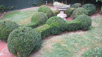 English box hedge shaping in Toorak - Something a little different I did on this property.