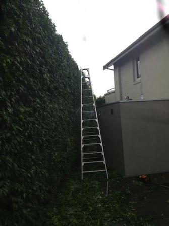Hedge trimmimg in Toorak - A BIG hedge needs a BIG ladder!