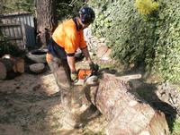From small tree prunning to removal of large trees. We do it all.