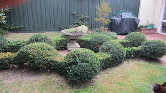 English box hedge shaping in Toorak - Fancy English box hedge. Try thinking outside the box on your place next time.