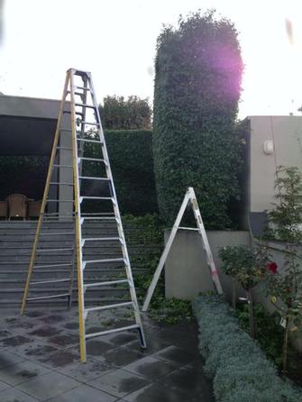 Hedge trimmimg in Toorak 5 - This pic gives you an idea of how big this hedge was an at thesame time the ladder to tackle it is. Give V.I.P. a call if you too have a hedge like this that needs the VIP Treatment.
