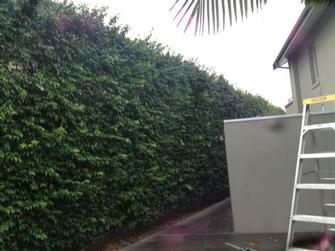 Hedge trimmimg in Toorak before shot 1 - This Toorak hedge is looking a bit scrappy. It needs the VIP treatment!