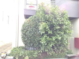 Hedge shaping in Port Melbourne - Can you pick the side of this tree in Port Melb that has had the VIP Treatment...?