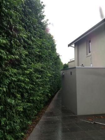 Hedge trimmimg in Toorak - Now this big hedge in Toorak just needed a tidy up to bring it back to looking great.