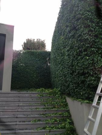 Hedge trimmimg in Toorak 3 - It makes my job worthwile when I can look at a beautiful hedge like this done.
