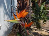Splash of Colour - Normal size Bird of Paradise in flower has some beautiful colours.