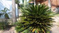 Garden With A Difference - Tall palms and large plants help give&nbsp;that special effect.