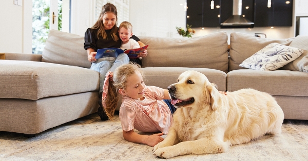 How to keep your carpets clean with pets
