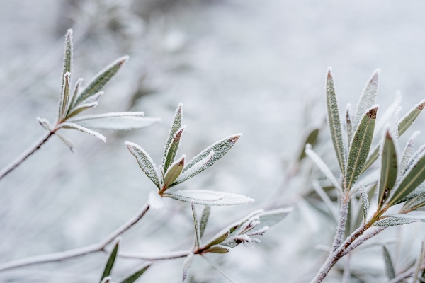 Top 3 Winter Gardening Tips