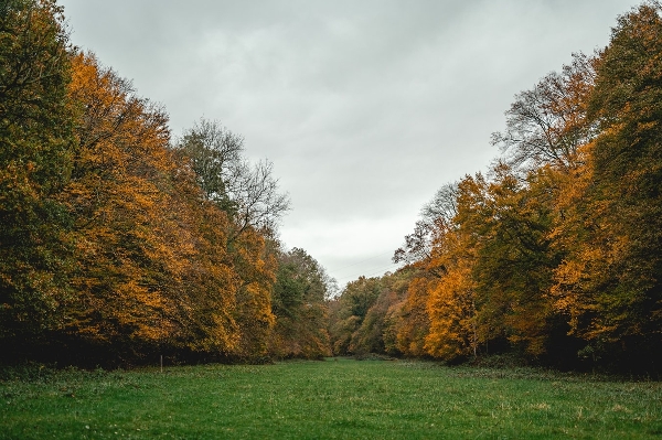 Lawn Care in Autumn