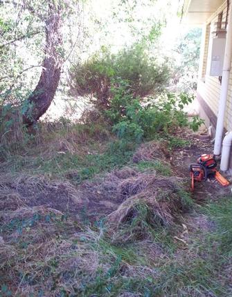 clean up before - Overgrown Yard
