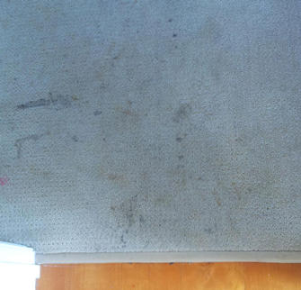 Carpet before cleaning in rental property at Auchenflower, Brisbane