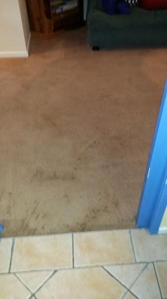 Carpet in Chapel Hill, Brisbane - before
