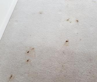 Bowen Hills, Brisbane - Before picture of badly stained wool carpet in Bowens Hills, Brisbane