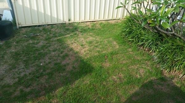 I can also replace your lawn