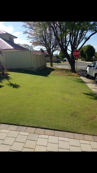 Fertilising and regular lawnmowing maintanance