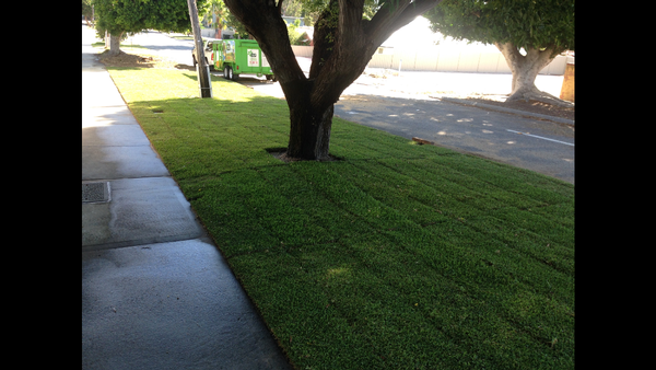 After laying new buffalo lawn