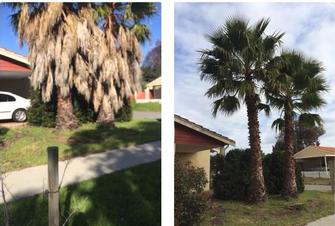 Palm Trees - MIDLAND
