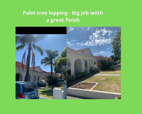 Palm tree - MIDLAND - Big palm tree removal job.

Long day but ended with a great finish