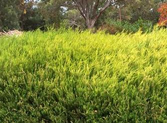 Beautiful lush green hedge in Nedlands