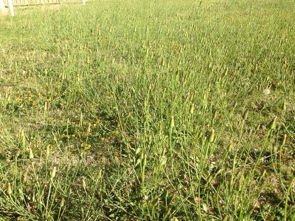 Beffore & after weed spraying & mowing. Ellenbrook