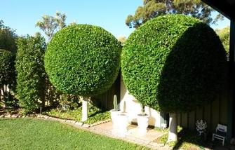 Hedging in Glengowrie - Look at the perfect spherical hedging on these Ficus trees.