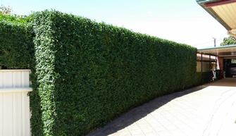 Hedge trimming in Dover Gardens
