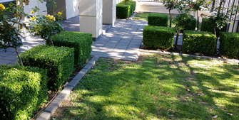 Hedging & Lawn Mowing in Glengowrie