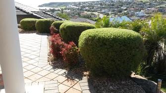 Hedge Trimming