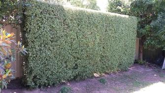 Hedging in Glengowrie
