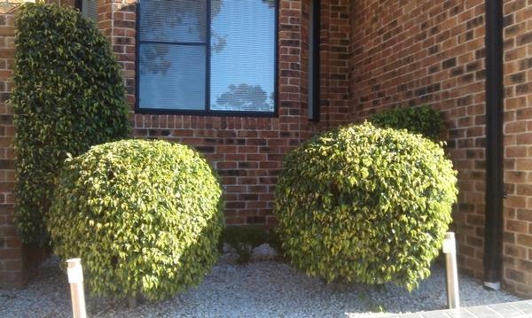 Shaping & Pruning