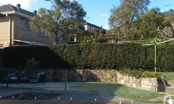 Hedging Back Yard