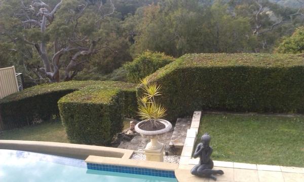 Hedging 4
