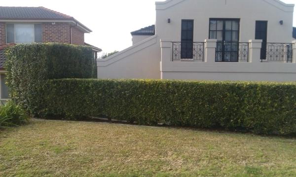 Hedging 1