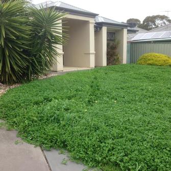 Before - Overgrown lawn