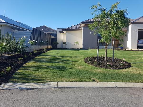 Roses planted and black mulch has been laid to give a clean and elegant look in Banksia grove