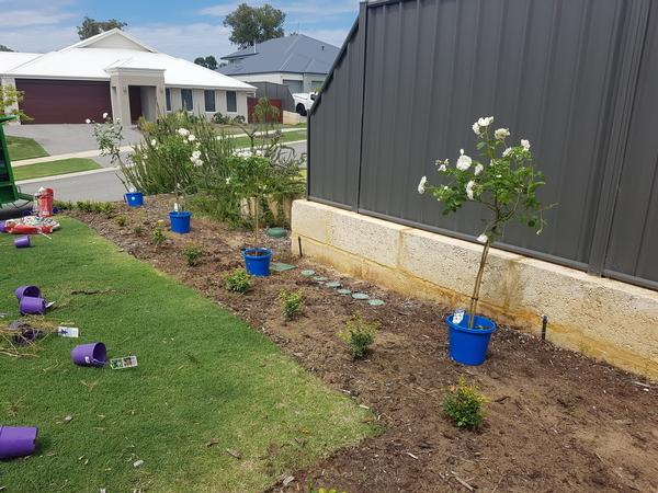 Roses ready and in place to planted before the mulch is layed in Banksia grove