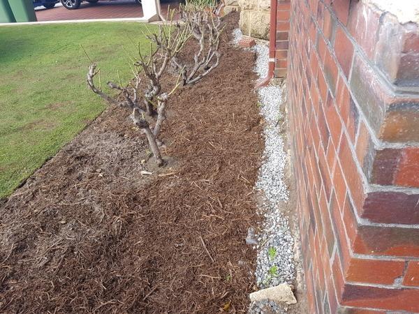 Pruning roses in Floreat(AFTER)