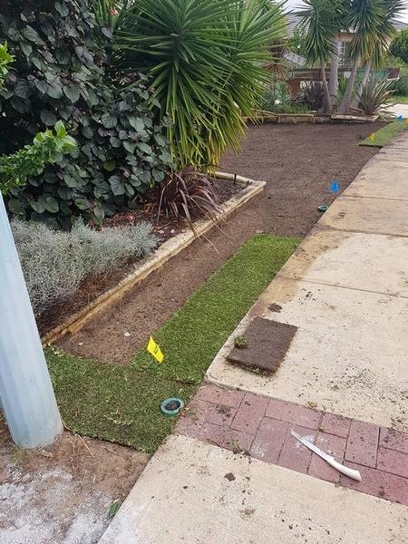 Laying new Palmetto Soft Leaf Buffalo lawn in Floreat