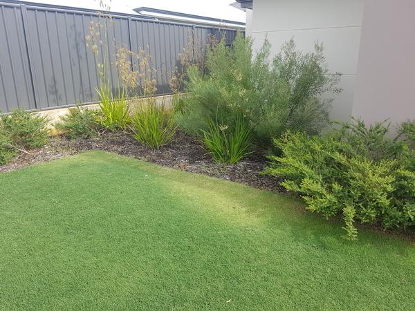 Pre Garden maintenance and clean up in Banksia Grove