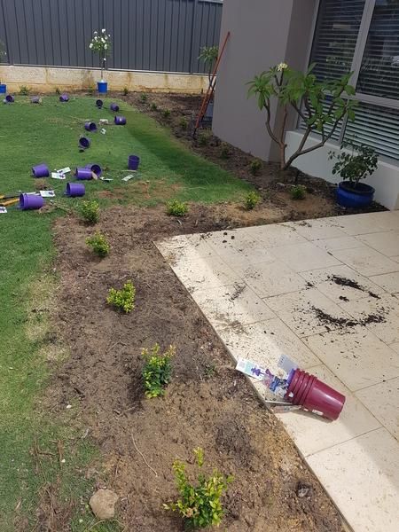 New Shrubs planted to grow into a small hedge in Banksia grove