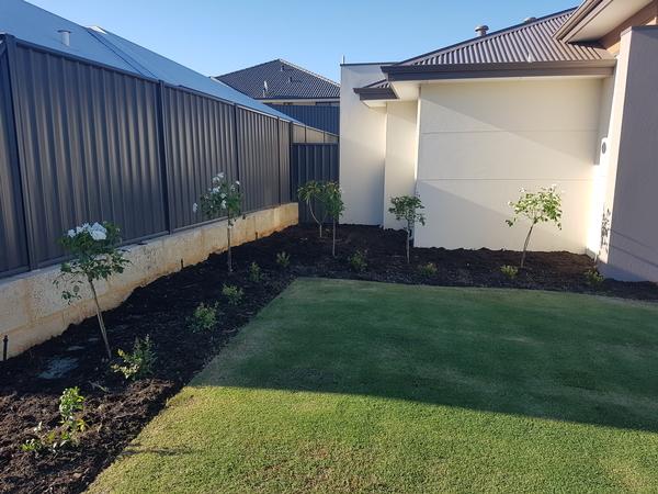 A fruit twist frangipani has been planted at the back where it can grow and give a beautiful frangrance around the garden in Banksia Grove